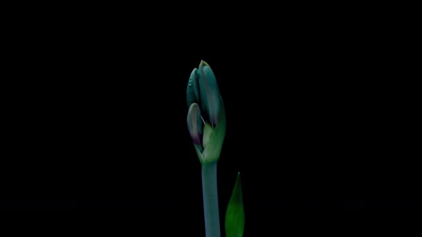 Blue Hippeastrum Opens Flowers in Time Lapse on a Black Background. Growth of Amaryllis Flower Buds. Perfect Blooming Houseplant, 4k UHD. Love, wedding, anniversary, spring, valentines day — Stock Video