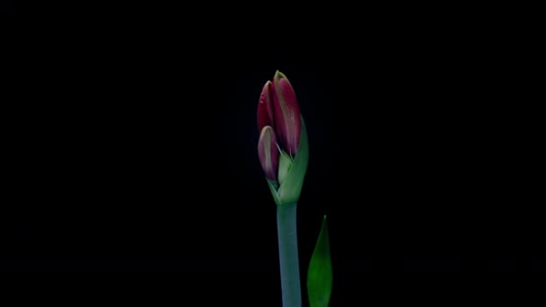 Hippeastrum rouge ouvre des fleurs dans le temps sur un fond noir. Croissance des bourgeons floraux d'Amaryllis orange. plante d'intérieur à floraison parfaite, 4k UHD — Video