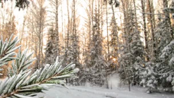 Winterlandschaft mit Schneefall, Frostlücke auf Fichtenzweig, Weihnachten Winter schöne Landschaft — Stockvideo