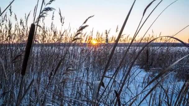 Reeds oscila no vento contra o pano de fundo da neve com o pôr do sol. Fundo natural, Reeds ao vento. Bela paisagem de inverno, hiperlapso, 4k, movimento da câmera à direita. — Vídeo de Stock
