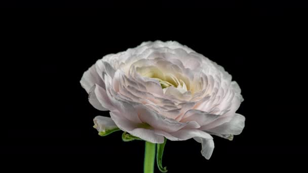 Time Lapse of Opening Red Flower Buttercup on a Black Background. Side View on Ranunculus Flower Blooming in Timelapse — Stock Video