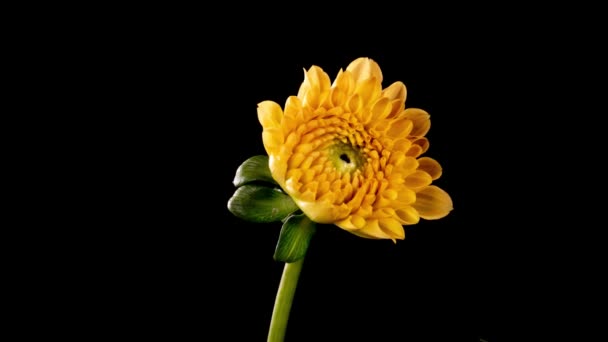 Time-lapse του ανθισμένου κίτρινου άνθους dahlia πορτοκαλιού που απομονώνεται σε μαύρο φόντο. 4K Time lapse of growing flower Dahlia, άνοιγμα. Αγάπη, γάμος, επέτειος, άνοιξη, ημέρα του Αγίου Βαλεντίνου. — Αρχείο Βίντεο