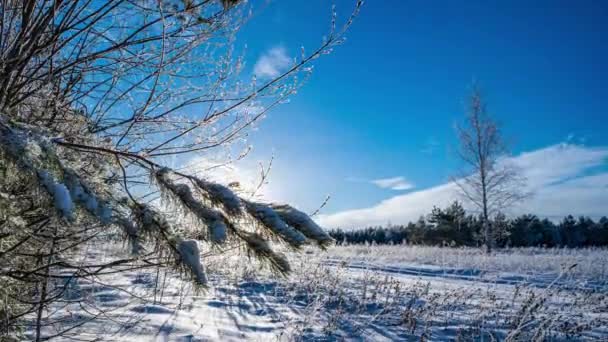 Fabuloso bosque de invierno. Los rayos del sol pasan a través de la rama de abeto. Árboles y abetos verdes. Mucha nieve. Toda la tierra está cubierta de nieve. Sobre las ramas de los árboles nieve. La nieve es brillante. hiperlapso — Vídeo de stock