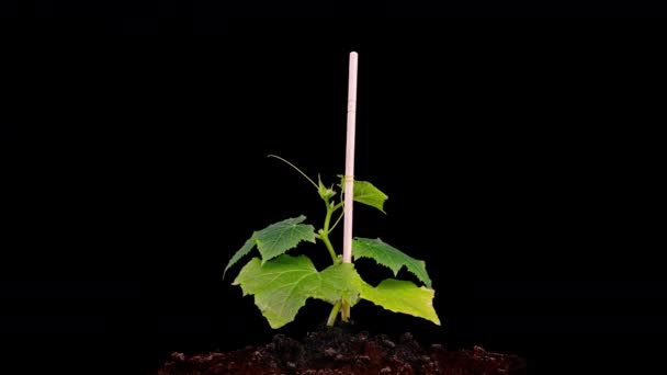 Fiatal uborka növények csíráznak a nap alatt, időeltolódás, alfa csatorna — Stock videók