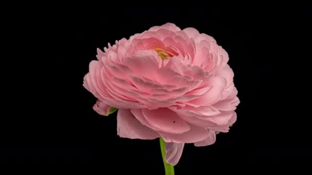 Χρονική συνήθεια του ανοίγματος κόκκινο λουλούδι Buttercup σε μαύρο φόντο. Πλευρική άποψη για Ranunculus λουλούδι άνθιση στο Timelapse. — Αρχείο Βίντεο