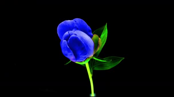 Timelapse van spectaculaire mooie blauwe pioenroos bloeien op zwarte achtergrond. Bloeiende pioenenbloem open, tijdsverloop, close-up. Pasen, verjaardag, lente, Valentijnsdag, vakantie concept. 4k — Stockvideo