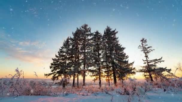 Paisagem de inverno incrível com o pôr-do-sol nebuloso romântico. Queda de neve suave na floresta nevada de inverno. Tempo de pôr-do-sol de inverno — Vídeo de Stock