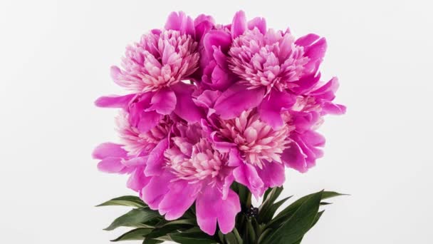 아름다운 분홍빛의 조랑말 꽃들 이 부케 배경을 이루고 있다. 꽃피는 장미꽃은 활짝 피고, 시간 이 경과하고, 클로즈업합니다. 결혼 배경, 발렌틴 데이 컨셉. 하얀 배경에 부케, 클로즈업. 4K UHD timelapse — 비디오