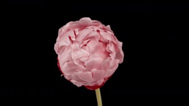 Siyah arka planda açan pembe şakayık çiçeğinin zamanı. Çiçek açan şakayık çiçekleri, zaman aşımı, yakın çekim. Düğün arkaplanı, Sevgililer Günü konsepti. 4K UHD video zaman dilimi