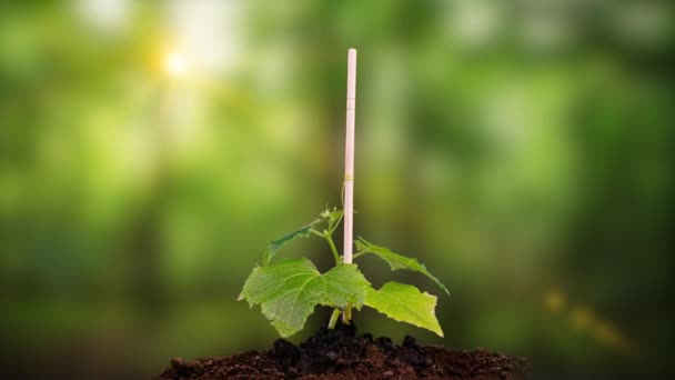 Jovens plantas de pepino germinar sob o sol, lapso de tempo, canal alfa — Vídeo de Stock