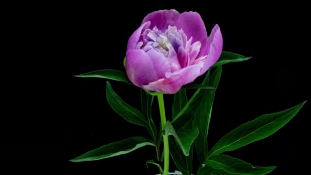 ピンク牡丹の花を咲かせます。黒の背景。タイムラプスだ。4K. — ストック動画
