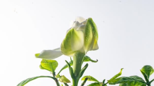 Timelapse van mooie witte gardenia jasmijn bloem bloeien op witte achtergrond. 4k video. Valentijnsdag, Moederdag, Lente, Vakantie, Liefde, verjaardag, Pasen concept. — Stockvideo