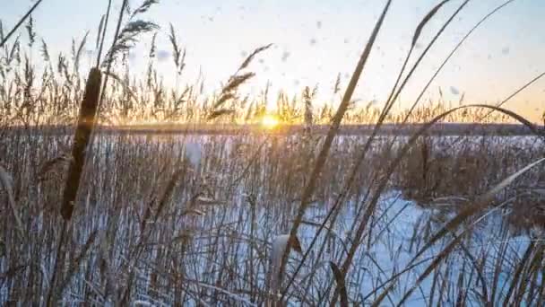 Reeds ταλαντεύεται στον άνεμο με φόντο το χιόνι με το ηλιοβασίλεμα. Ωραία χιονόπτωση. Φυσικό υπόβαθρο, καλάμια στον άνεμο. Χειμερινό τοπίο, hyperlapse, 4k, κίνηση της κάμερας προς τα δεξιά — Αρχείο Βίντεο