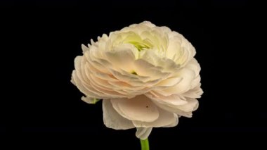 Siyah arka planda çiçek açan güzel beyaz ranunculus. Çiçek açan çiçek aç, kapat. Spa konsepti. Düğün, doğum günü, sevgililer günü, anneler günü konsepti. Kutlama bayrağı