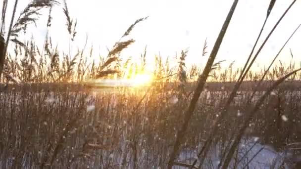 Reeds oscila no vento contra o pano de fundo da neve com o pôr do sol. Bonita queda de neve. Fundo natural, Reeds ao vento. Paisagem de inverno, hiperlapso, 4k, movimento da câmera à direita — Vídeo de Stock