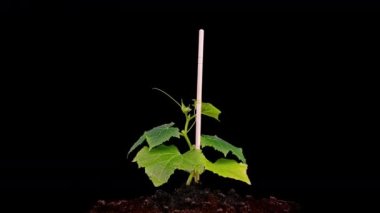 Genç salatalıklar güneşin altında filizlenir, zaman aşımı, alfa kanalı