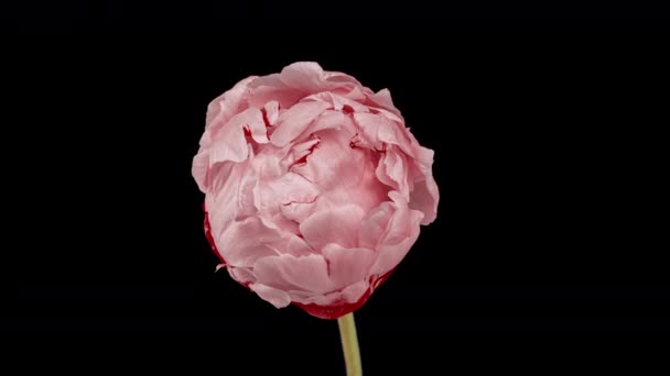 Timelapse di fiore di peonia rosa che fiorisce su sfondo nero. Fiore di peonia in fiore aperto, time lapse, primo piano. Sullo sfondo del matrimonio, concetto di San Valentino. timelapse video 4K UHD — Video Stock