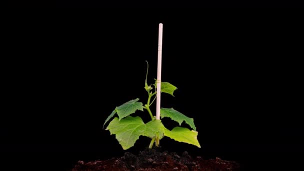 Junge Gurkenpflanzen keimen unter der Sonne, Zeitraffer, Alphakanal — Stockvideo