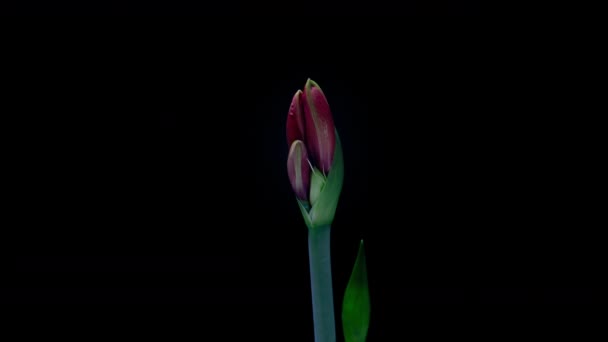 Hippeastrum rouge ouvre des fleurs dans le temps sur un fond noir. Croissance des bourgeons floraux d'Amaryllis orange. plante d'intérieur à floraison parfaite, 4k UHD — Video