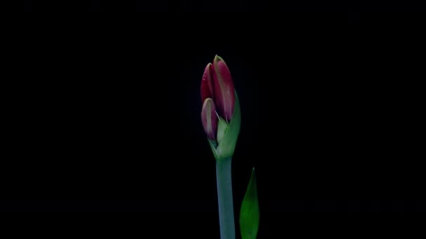 Red Hippeastrum Opens Flowers in Time Lapse on a Black Background (dalam bahasa Inggris). Pertumbuhan Orange Amaryllis Flower Buds. Sempurna mekar Houseplant, 4k UHD — Stok Video