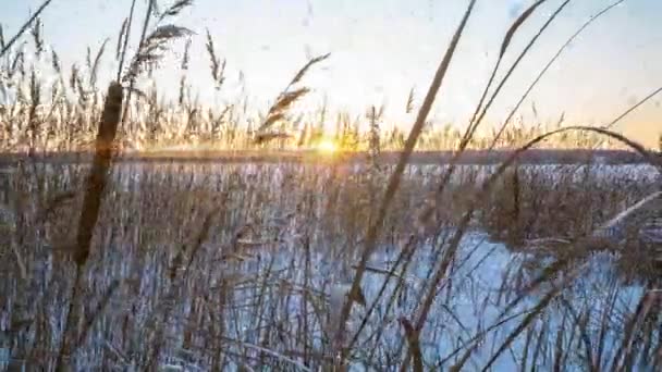 Reeds oscila no vento contra o pano de fundo da neve com o pôr do sol. Bonita queda de neve. Fundo natural, Reeds ao vento. Paisagem de inverno, hiperlapso, 4k, movimento da câmera à direita — Vídeo de Stock