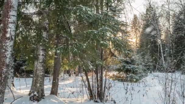 Magnifique forêt de fées d'hiver. De beaux rayons du soleil brillent à travers les arbres et les chutes de neige. Mouvement de la caméra dans la forêt. Mouvement de la caméra à droite, laps de temps 4k. Hyperlapsus — Video