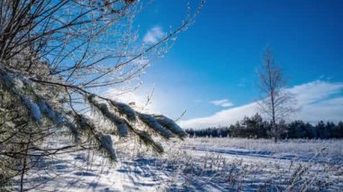 Muhteşem kış ormanı. Güneş ışınları ladin dalından geçer. Yeşil köknar ve ağaçlar. Çok kar var. Tüm dünya karla kaplı. Ağaç dallarında kar. Kar çok parlak. hiper hız