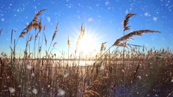 Reeds ταλαντεύεται στον άνεμο με φόντο το χιόνι με το ηλιοβασίλεμα. Φωτεινό χειμερινό φως. Ωραία χιονόπτωση. Φυσικό υπόβαθρο, καλάμια στον άνεμο. Χειμερινό τοπίο, hyperlapse, 4k, κάμερα κίνησης — Αρχείο Βίντεο