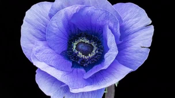 Hermosa flor anémona azul floreciendo sobre fondo negro, primer plano. Anemone coronaria. Color de tendencia 2022. Demostrando el color de 2022 - Muy Peri. Fondo de la boda, Concepto de San Valentín — Vídeo de stock