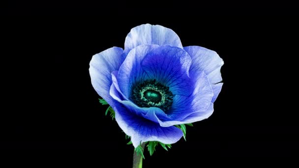 黒を背景に美しい青のイソギンチャクの花を咲かせ、クローズアップ。アネモネ・コロナリア。トレンドカラー2022 。2022年の色を示す-非常にperi 。結婚式の背景、バレンタインデーのコンセプト — ストック動画