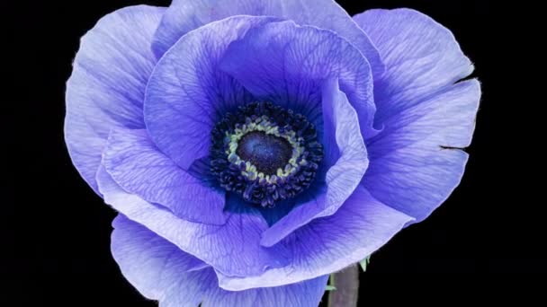 Hermosa flor anémona azul floreciendo sobre fondo negro, primer plano. Anemone coronaria. Color de tendencia 2022. Demostrando el color de 2022 - Muy Peri. Fondo de la boda, Concepto de San Valentín — Vídeos de Stock