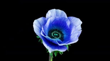 Orman ve güneş ışınlarının arka planında açan güzel mavi şakayık çiçeği. Anemone koronaria. Moda rengi 2022. 2022 'nin rengini gösteriyor- Çok Peri. Düğün arkaplanı, Sevgililer Günü