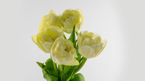 Tulips. Time lapse of white tulips flower blooming, isolated on white background. Timelapse tulip bunch of spring Easter flowers opening, close-up. Holiday bouquet. 4K UHD video. — 图库视频影像