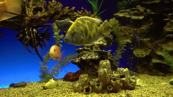 Divers koraalrif ecosysteem in oceanarium - kleurrijke vissen zwemmen rond — Stockvideo
