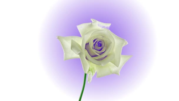 美しい開口白いバラは白い背景に隔離されました。ピンク色のバラの花を開くと、時間の経過、クローズアップの花びら。休日、愛、誕生日の境界線。バド・クローズアップ。マクロだ。4K UHDタイムラプス｜4K — ストック動画