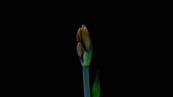 Yellow Hippeastrum Opens Flowers in Time Lapse on a Black Background. Growth of Amaryllis Flower Buds. Perfect Blooming Houseplant, 4k UHD. Love, wedding, anniversary, spring, valentines day — стоковое видео