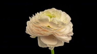 Siyah arka planda çiçek açan güzel beyaz ranunculus. Çiçek açan çiçek aç, kapat. Spa konsepti. Düğün, doğum günü, sevgililer günü, anneler günü konsepti. Kutlama bayrağı