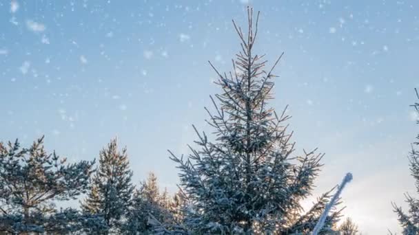 Beautiful Snow Covered Landscape during winter sunny morning. Camera movement from the top of the tree down. — Stockvideo