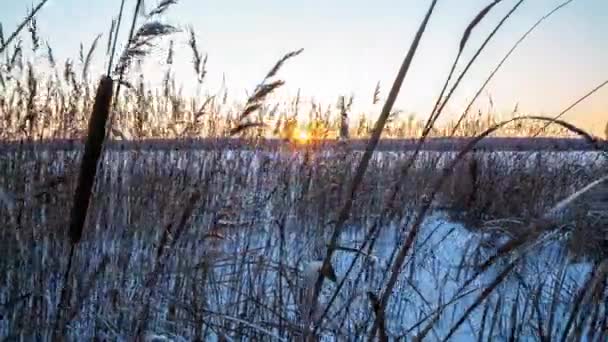 Las cañas se balancean en el viento contra el telón de fondo de la nieve con la puesta del sol. Fondo natural, juncos en el viento. Hermoso paisaje de invierno, hiperlapso, 4k, movimiento de la cámara a la derecha. — Vídeos de Stock