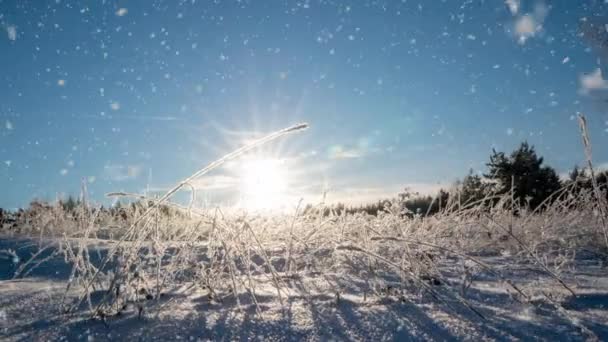 Zimní krajina se sněhem, růstová mezera mrazu na smrkové větvi, Vánoce zima krásná krajina — Stock video