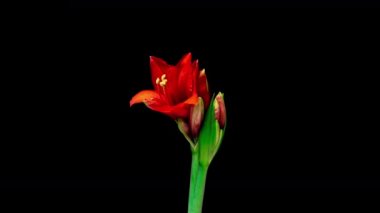 Siyah arkaplanda beyaz hiperastrum tomurcuklarının büyümesi zaman aşımı