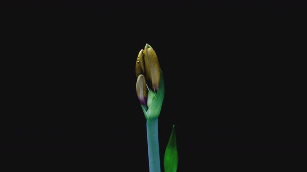 Amarillo Hippeastrum abre las flores en el lapso de tiempo sobre un fondo negro. Crecimiento de cogollos de flores de Amarilis. Planta de flores perfecta, 4k UHD. Amor, boda, aniversario, primavera, día de San Valentín — Vídeos de Stock