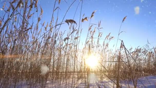Reeds sways in the wind against the backdrop of snow with sunset. Beautiful snowfall. Natural background, Reeds in the wind. Winter landscape, hyperlapse, 4k, camera movement to the left and back — стоковое видео