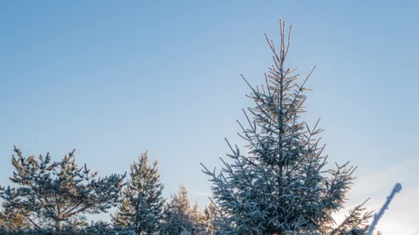 Schöne schneebedeckte Landschaft an einem sonnigen Wintermorgen. Kamerafahrt von der Baumkrone nach unten. — Stockvideo