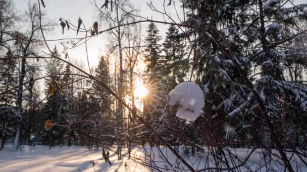 Underbar vinterälvskog. Vackra solstrålar skiner genom träden och snöfallet. Kamerarörelse inne i skogen. Kamerarörelser till höger, tiden förfaller 4k. Hyperlaps — Stockvideo