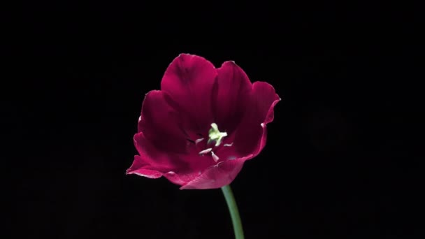 Bellissimo fiore di tulipano rosa che fiorisce su sfondo nero, primo piano. Colore tendenza 2022. Dimostrare il colore del 2022 - Molto Peri. Sullo sfondo del matrimonio, concetto di San Valentino. Festa di compleanno. Fiore — Video Stock