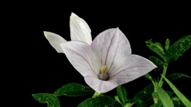 Beyaz Platycodon Çiçek Açan Çiçek Kara Arkaplanda Zaman Geçidi 'nde. Campanula tomurcuğu büyüyor. Yaz çanı çiçeğinin güzel açılışı. 4k.