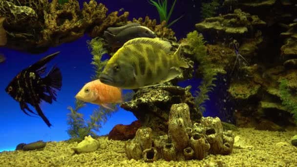Rozmanitý korálový útes ekosystém v oceáriu - barevné ryby plavání kolem — Stock video