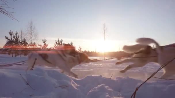 O echipă de câini de sanie care trag o sanie prin minunata pădure de iarnă calmă. Călărind sania husky în Laponia buclă video peisaj — Videoclip de stoc