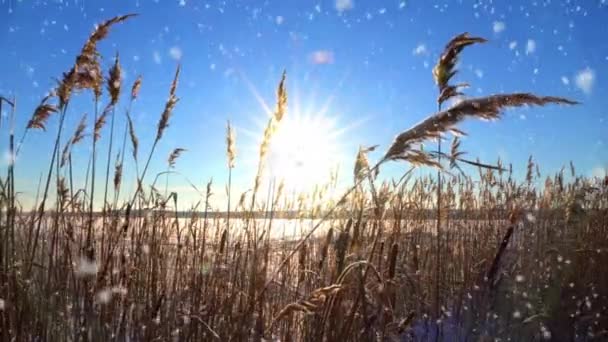 Reeds oscila no vento contra o pano de fundo da neve com o pôr do sol. Luz solar de inverno brilhante. Bonita queda de neve. Fundo natural, Reeds ao vento. Paisagem de inverno, hiperlapso, 4k, movimento da câmera — Vídeo de Stock